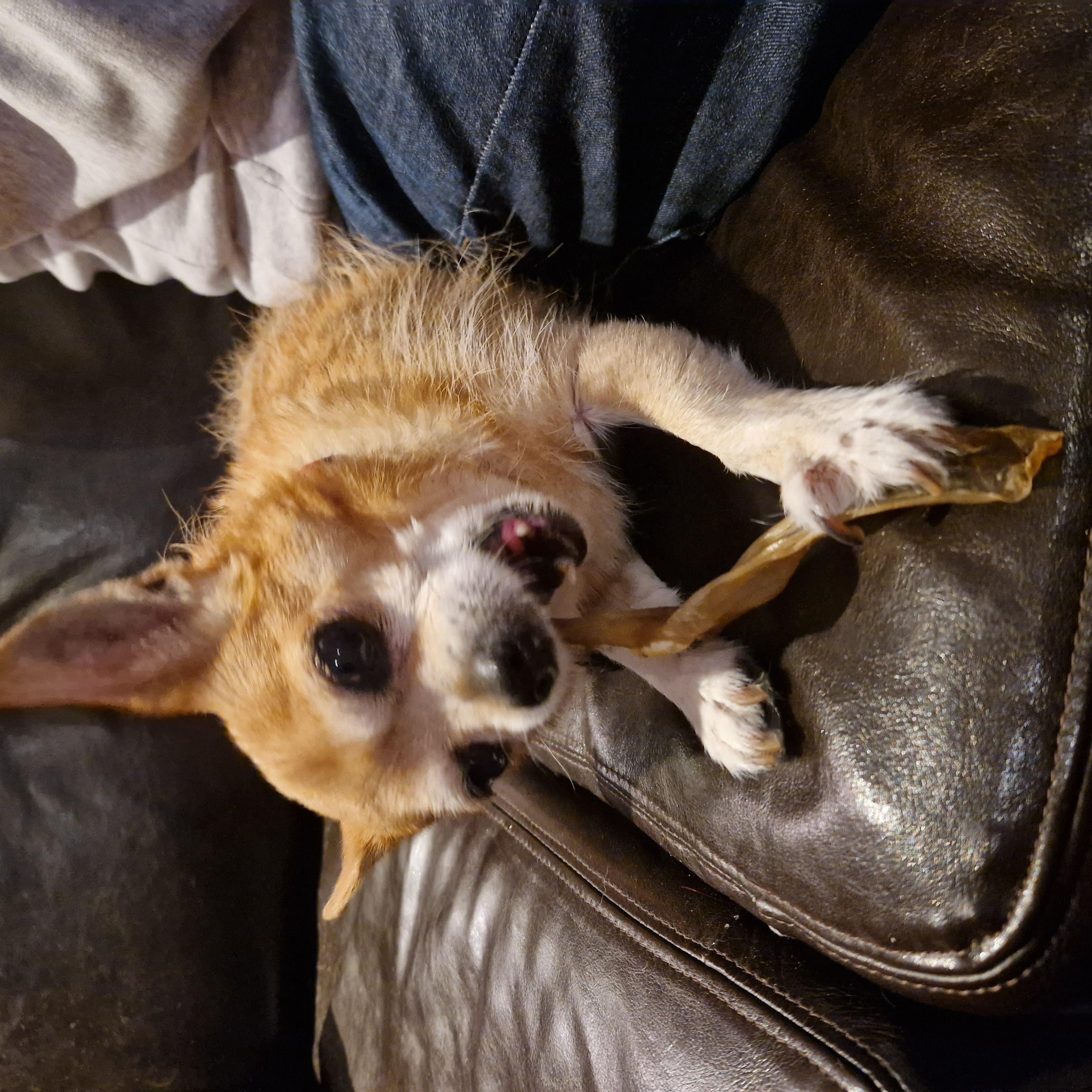 Happy dog with Bailey's Bites treat