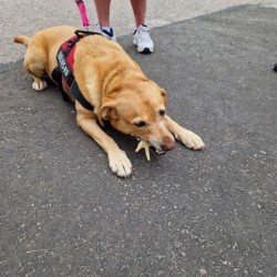 Labrador with a chew stick