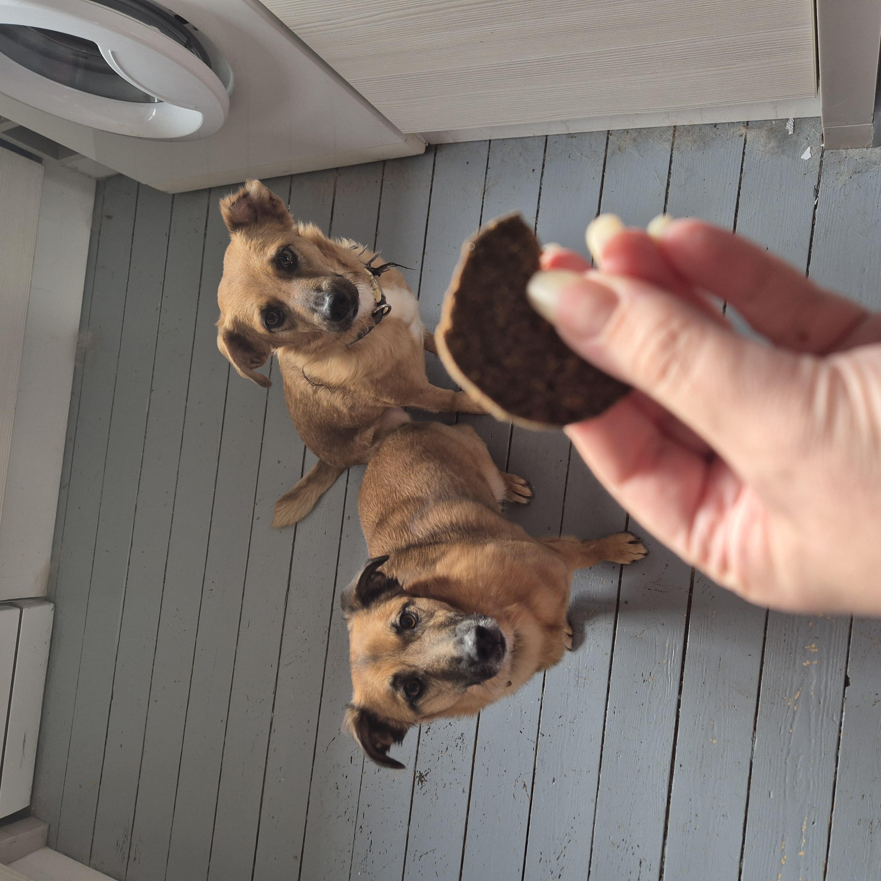 Dog enjoying natural treats