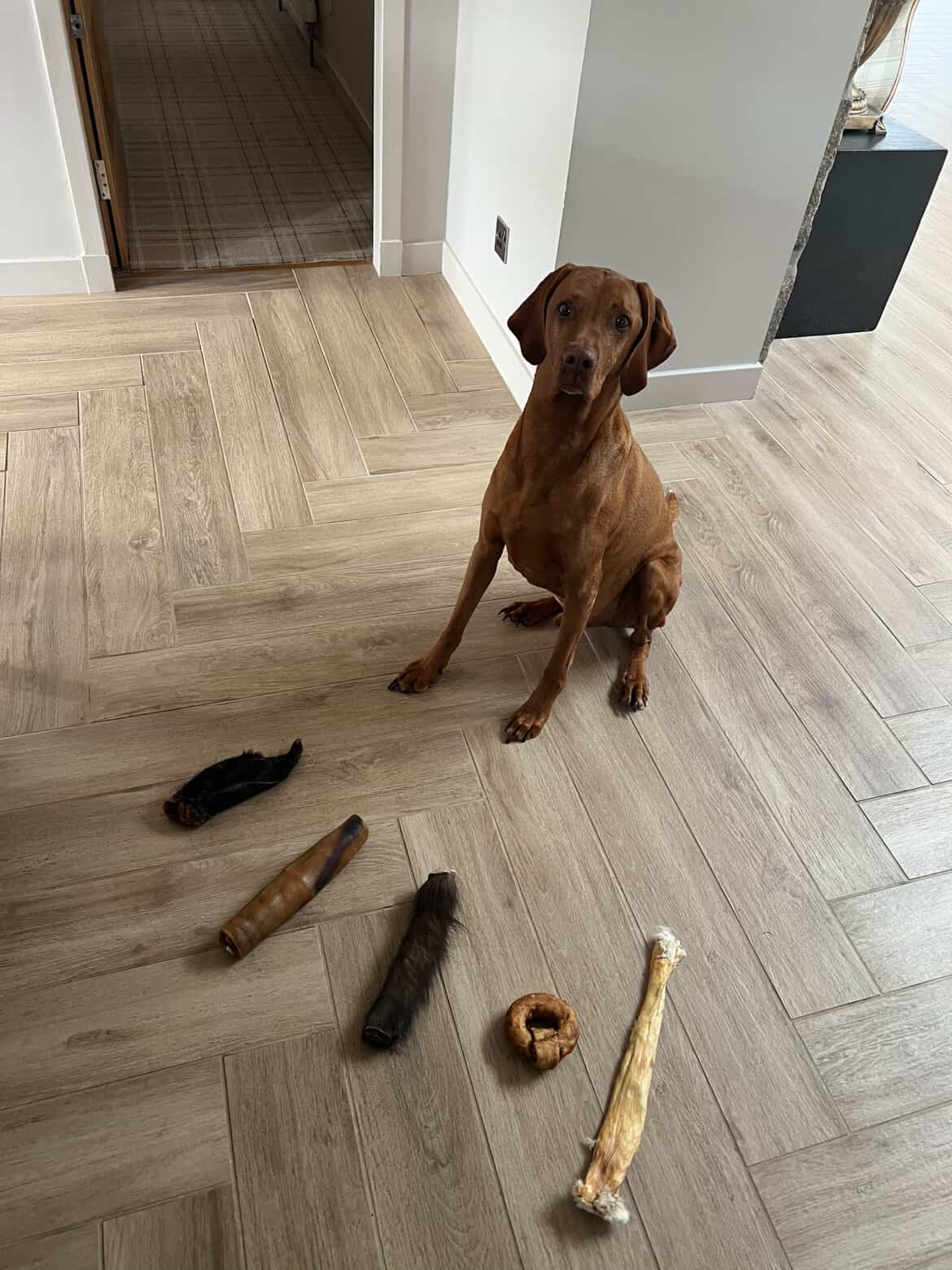Puppy with Bailey's Bites snack