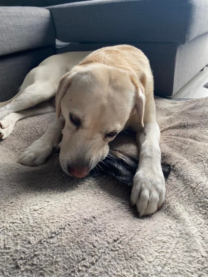 Yellow Labrador enjoying a treat at home