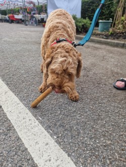 Cockapoo with a long chew