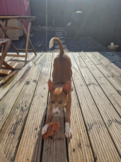 Bailey with his favorite treat