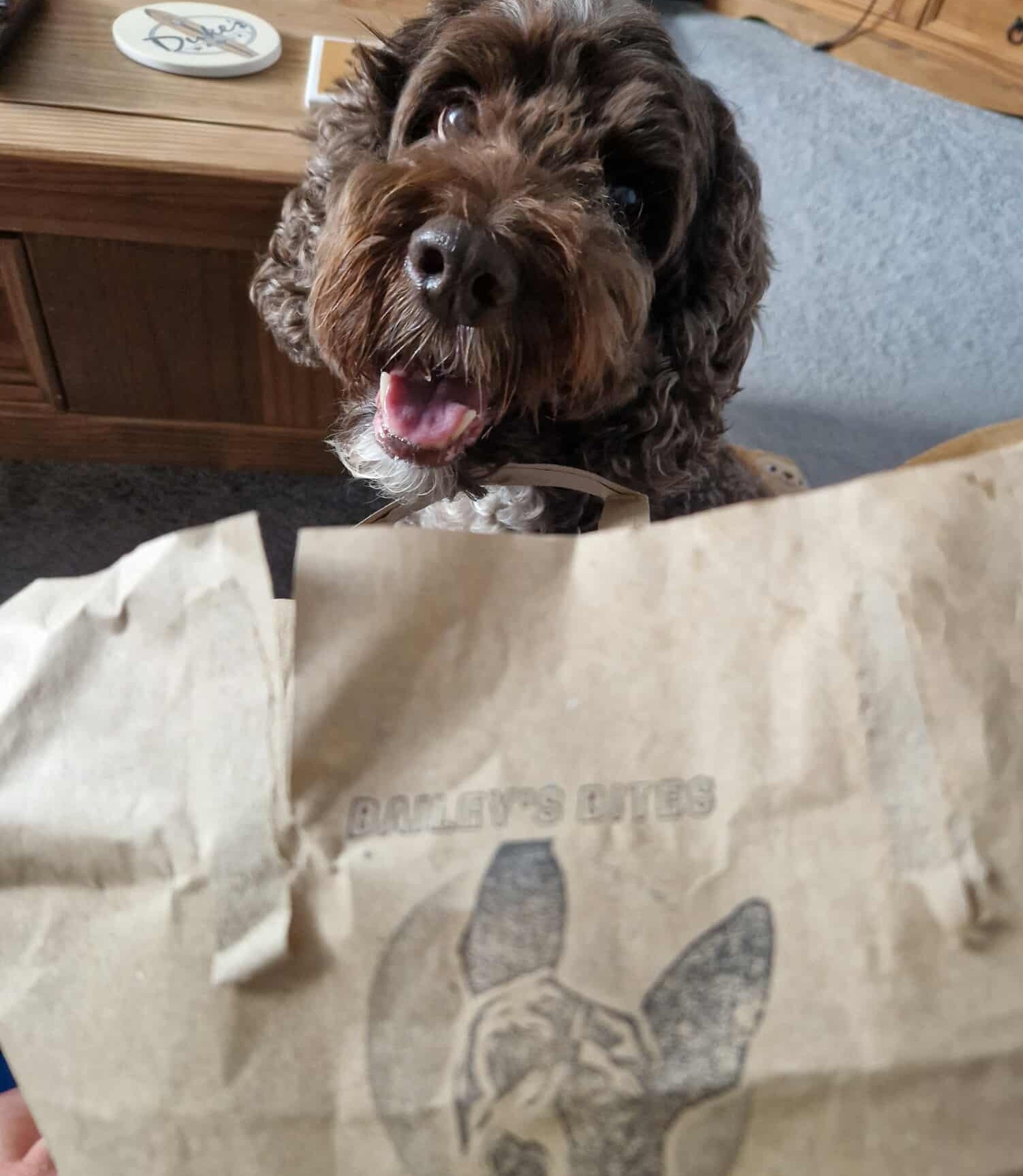 Excited dog with Bailey's Bites delivery