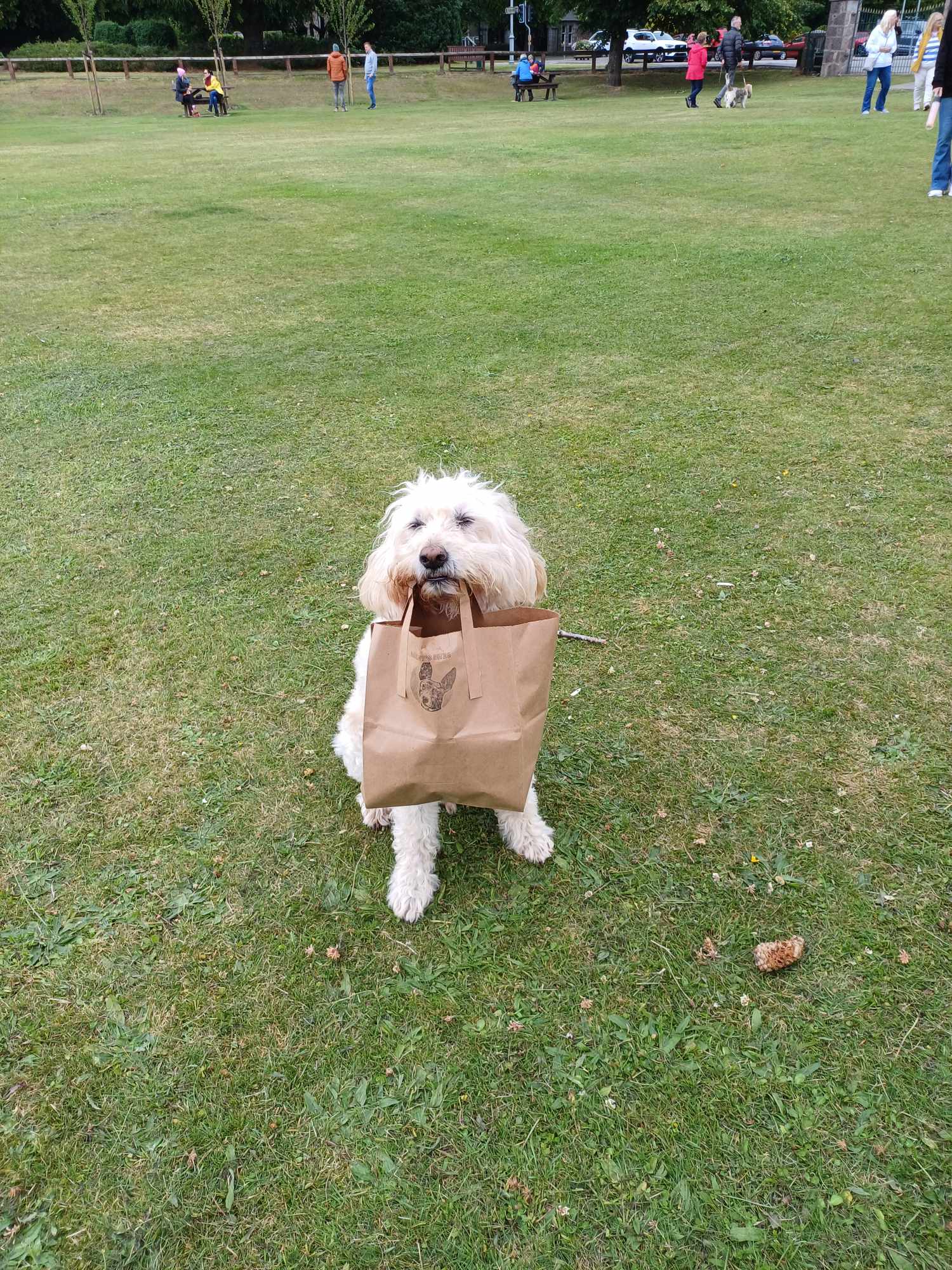 Happy dog with Bailey's Bites bag in the park