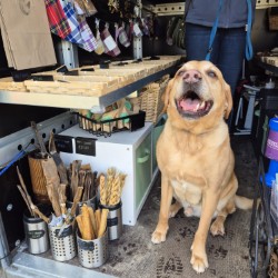 Golden Labrador at Bailey's Bites stall