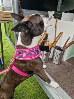 Boston Terrier choosing treats