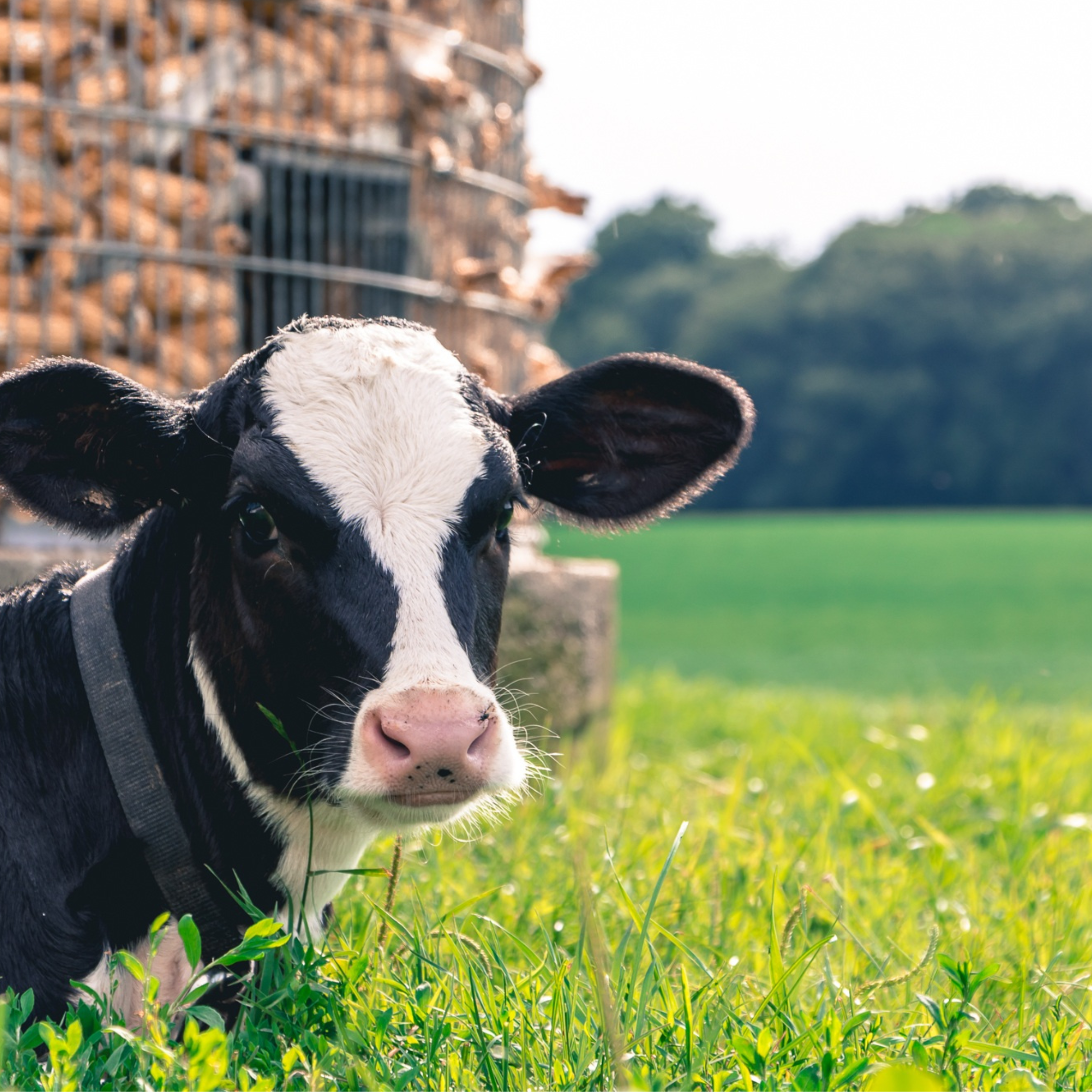 The animals we help