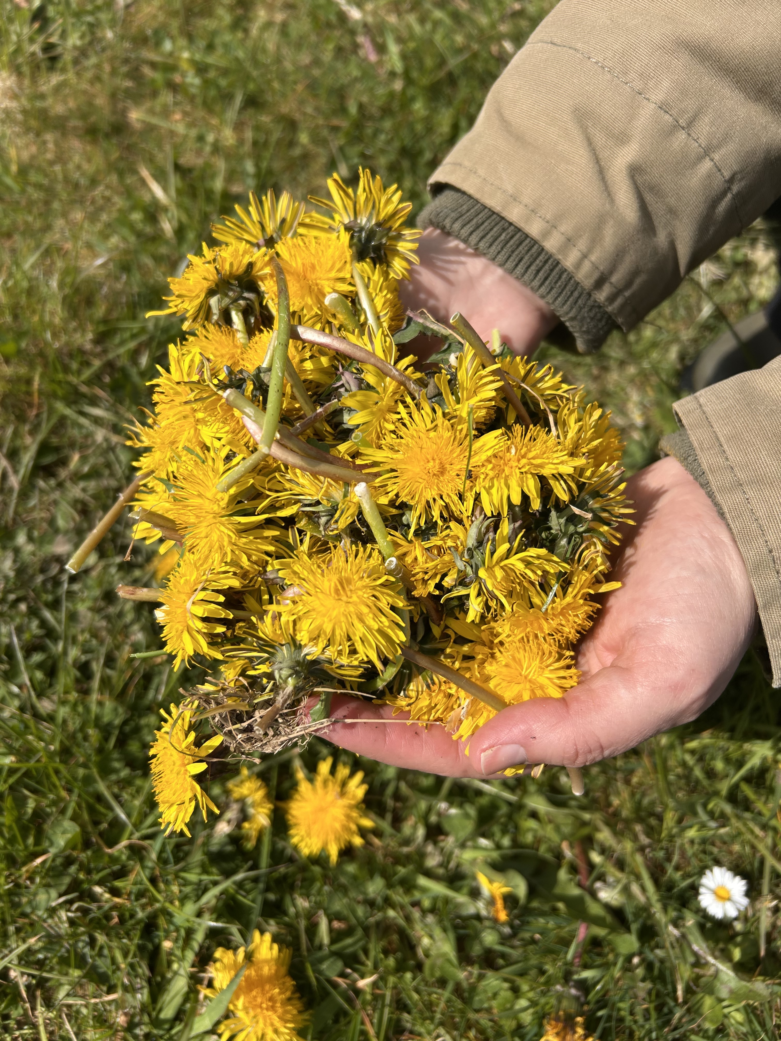 Hand holding natural forage