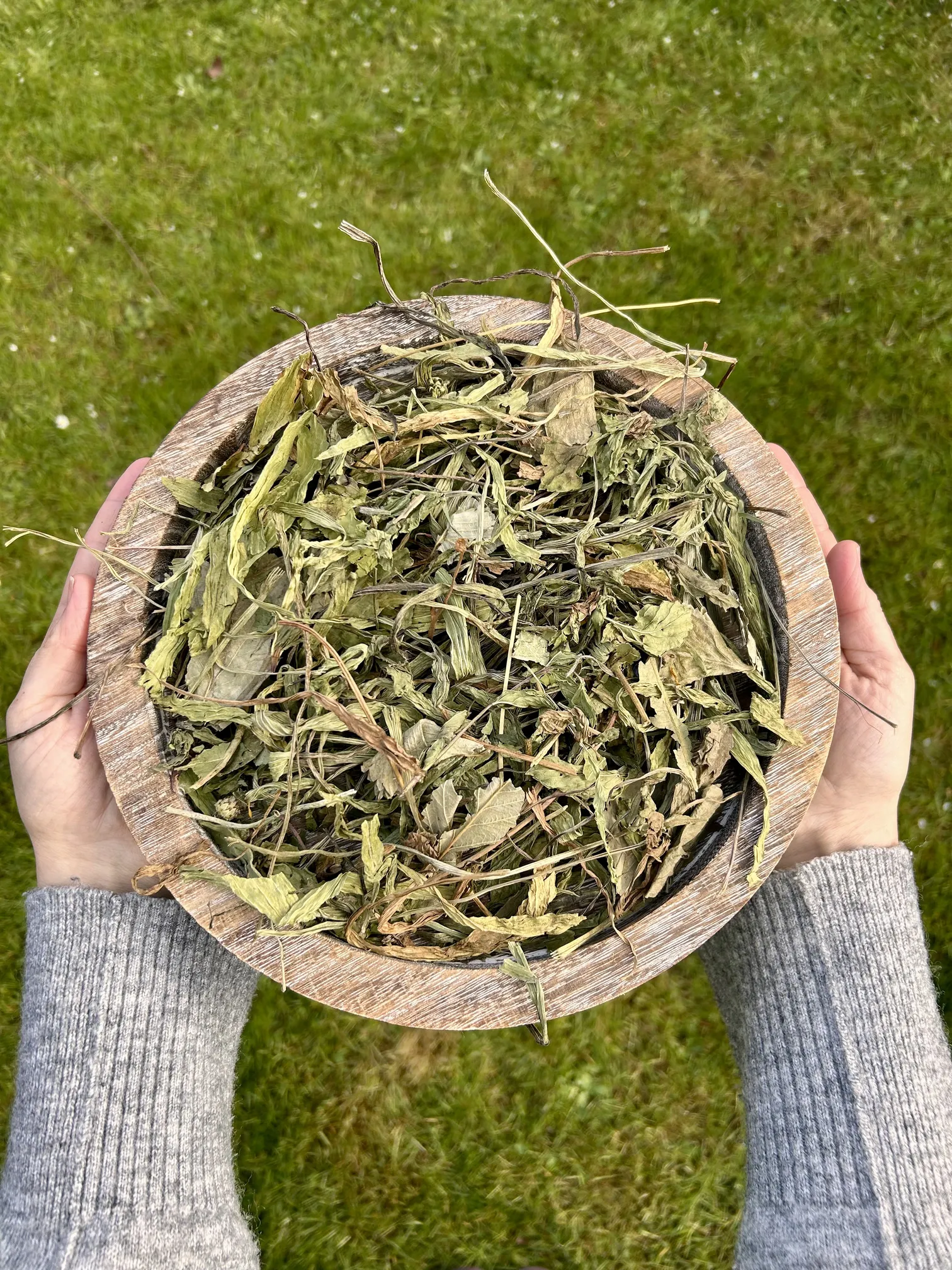 Leaves