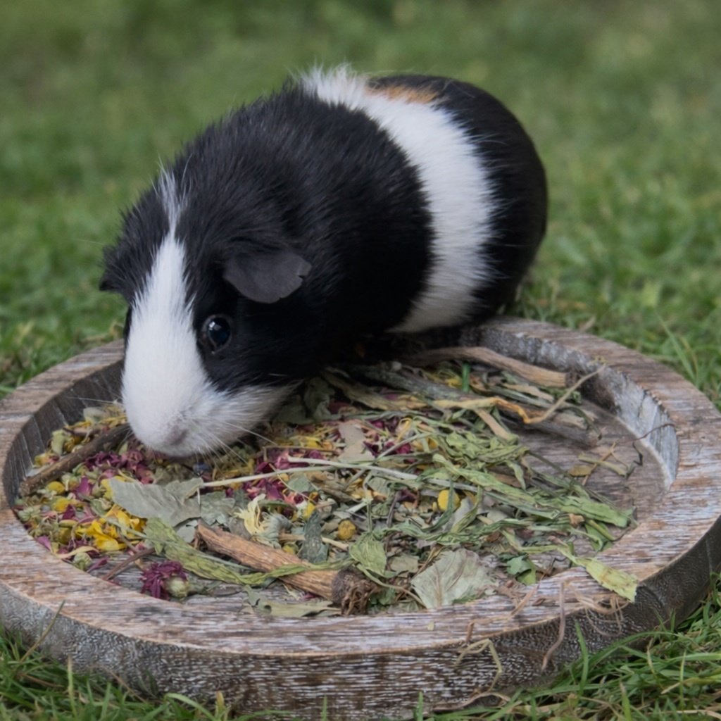 Guinea pig with dried herbs snack