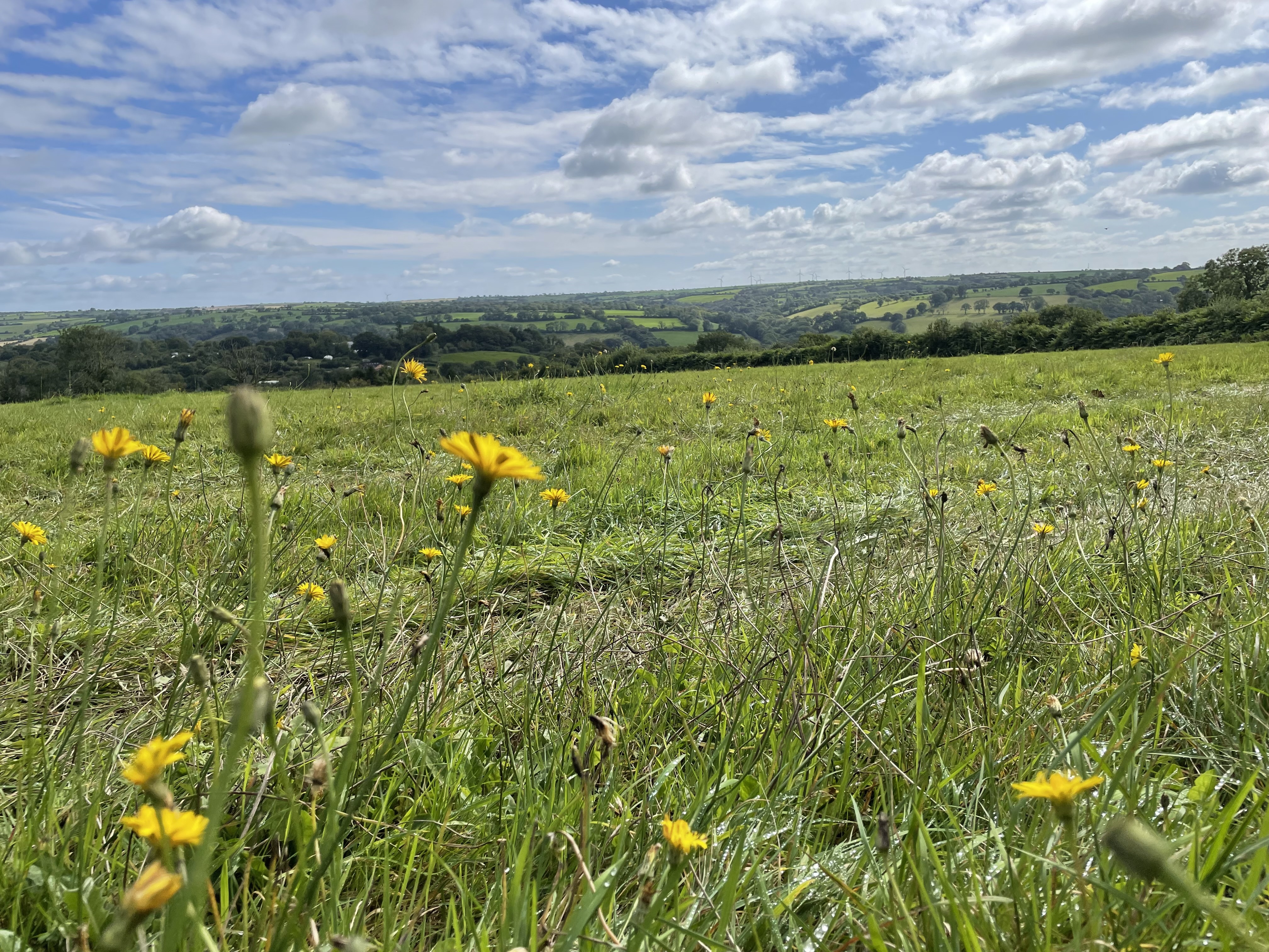 Dandelion field
