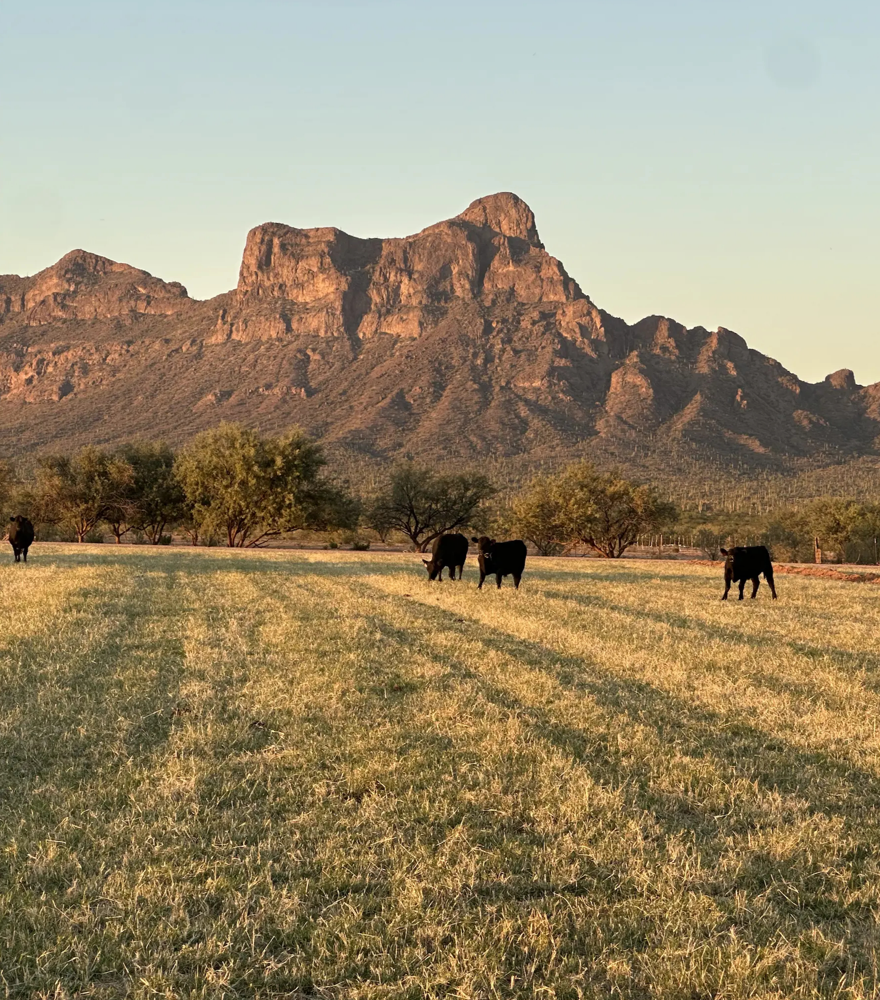 Arizona ranch landscape with cattle