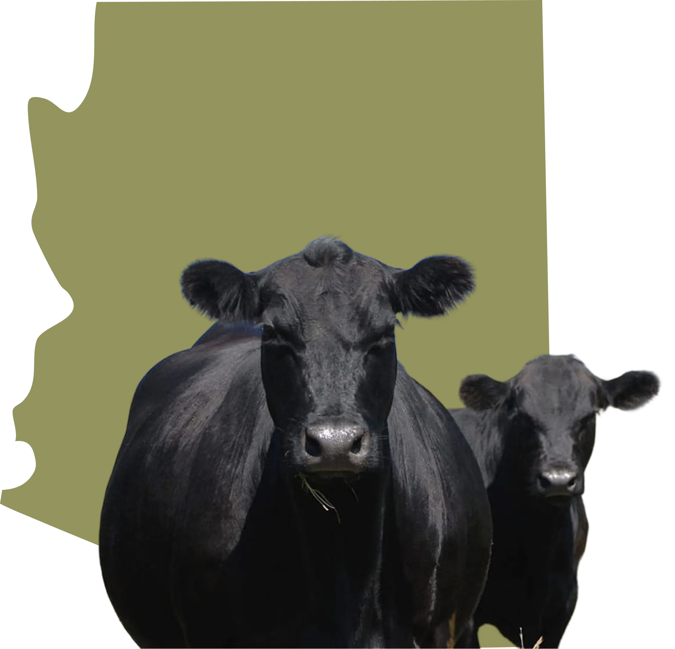 Arizona cattle illustration