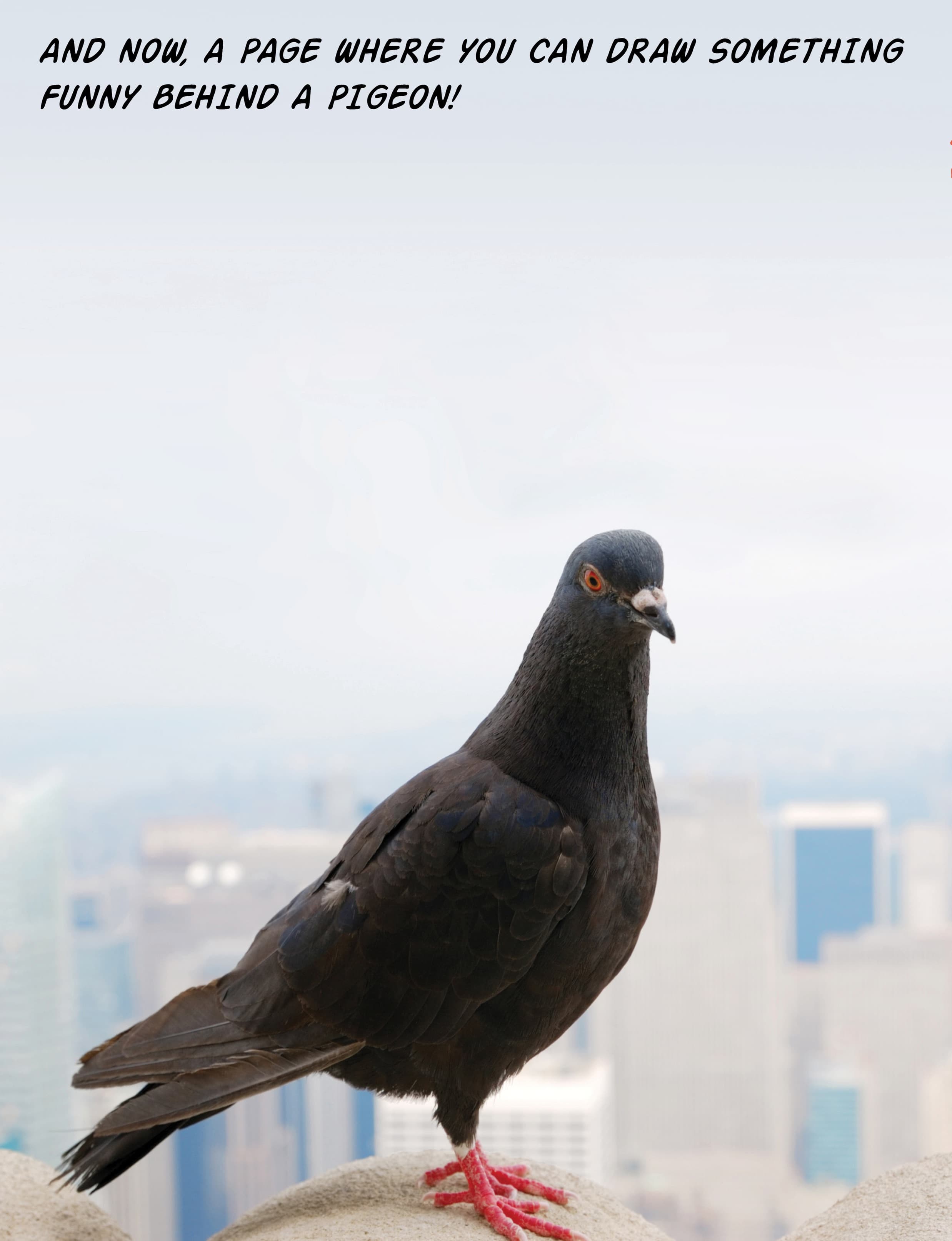 Pigeon drawing activity