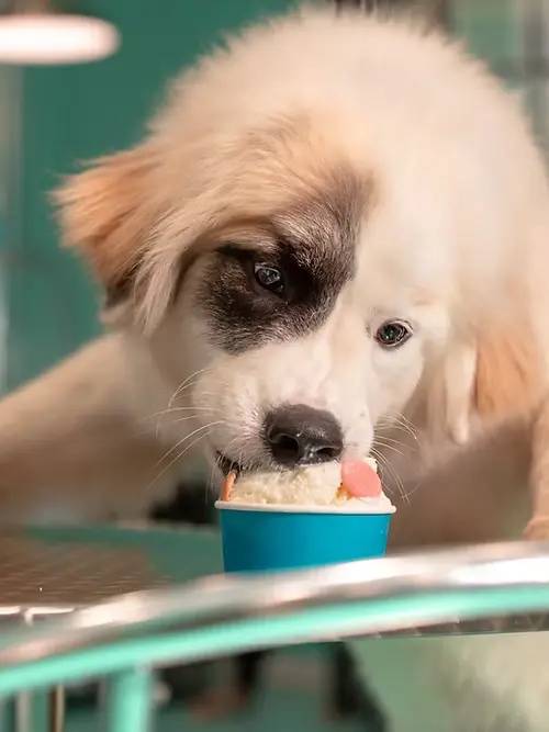 Peanut Butter Variety Pack photo 3
