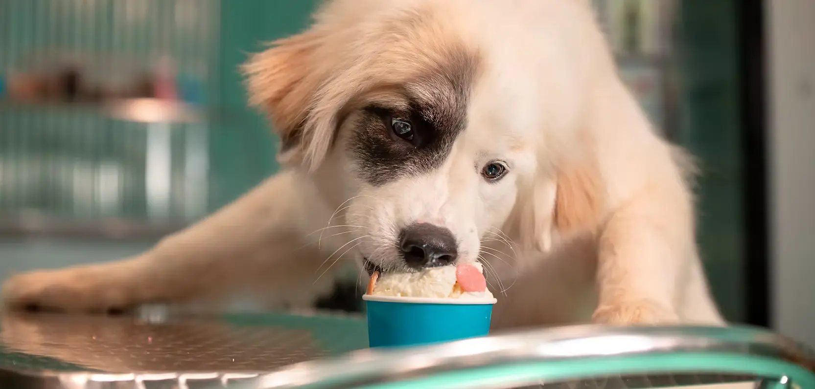Salty Paws doggie ice cream truck with a dog enjoying a cone